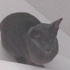 My cat do be meowing