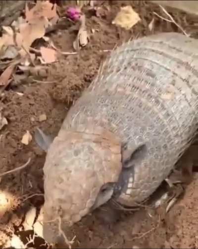 Me acordou pra que?