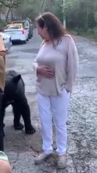 Osos en las cercanías de Monterrey (y gente loca que va a verlos de cerca)