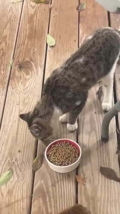 Neighborhood cat is unwelcomed