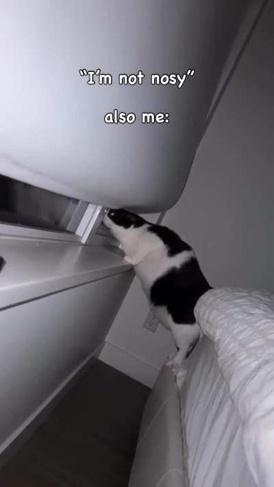 secretly nosy wunk