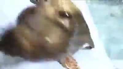 sea doggo