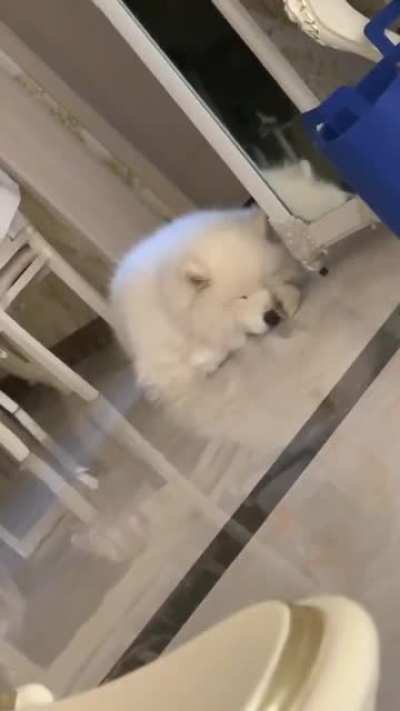 Woof_irl