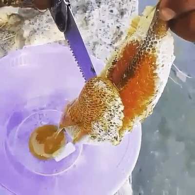 Harvesting a natural/wild honeycomb.
