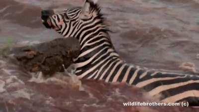 A zebra gets drowned and ripped apart by Nile crocodiles