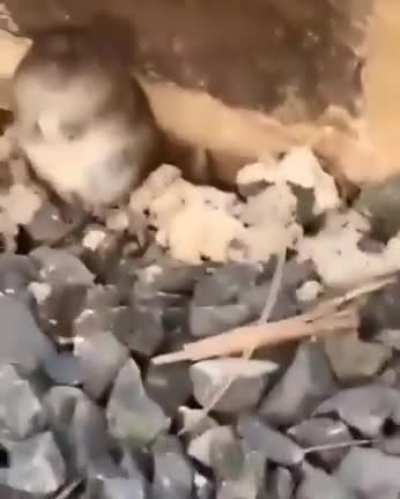 Hiding from the cat
