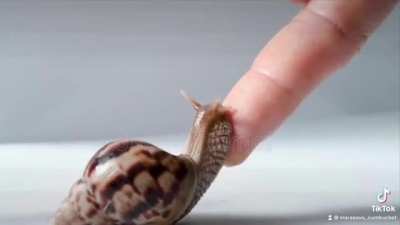 New snail lore