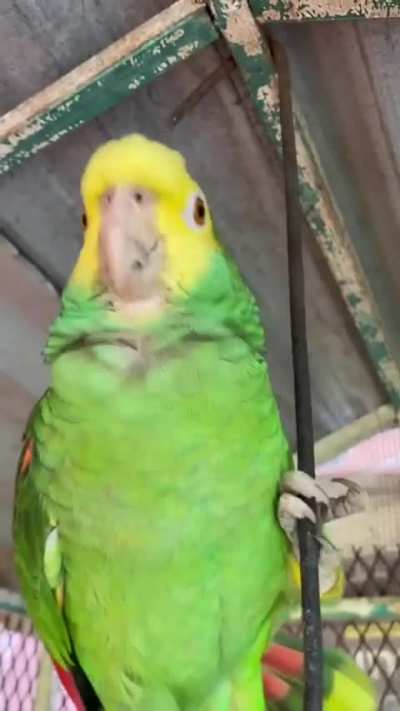 transported to Insane fuckign Bird world