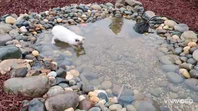 Found this little weirdo going for a swim while it's raining 🤦😂