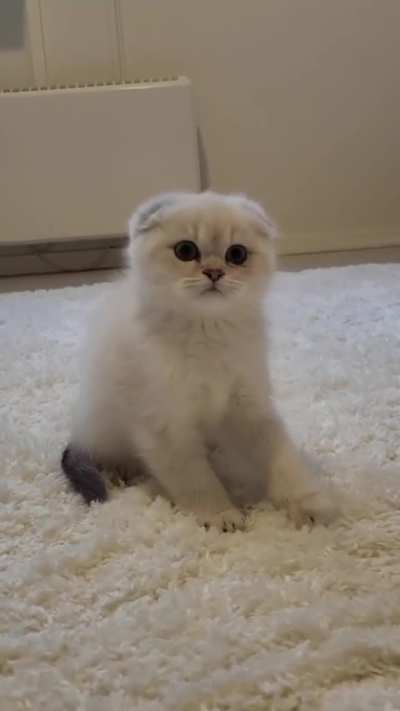 Cute kitten