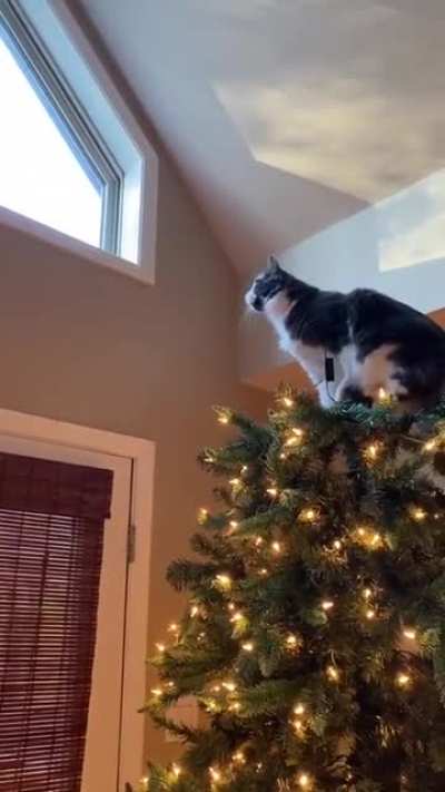 No kitty, NO!