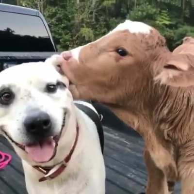Licks and noms