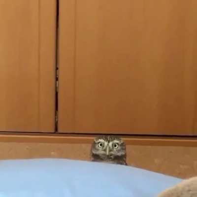 Peekabo 🦉