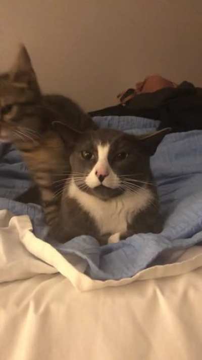 Life with a new kitten. Accepting his role as big brother.