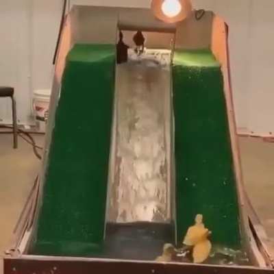 Ducks love slip n slide too!