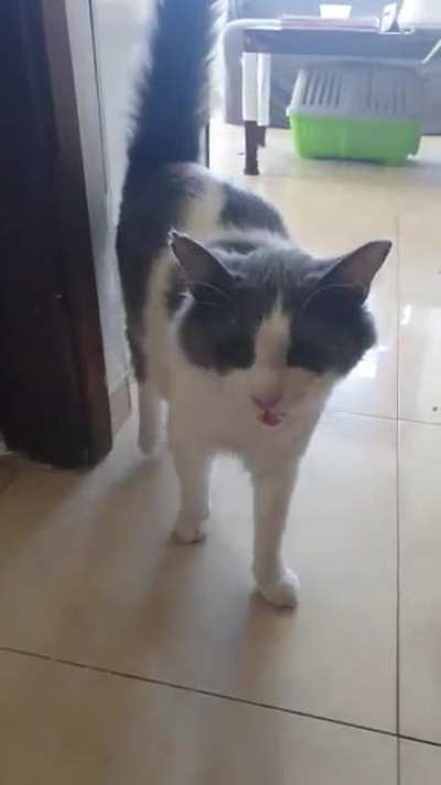 Kokus's (it means Coconut) usual greeting whenever I return home