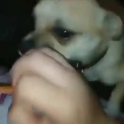 What the dog doin ?