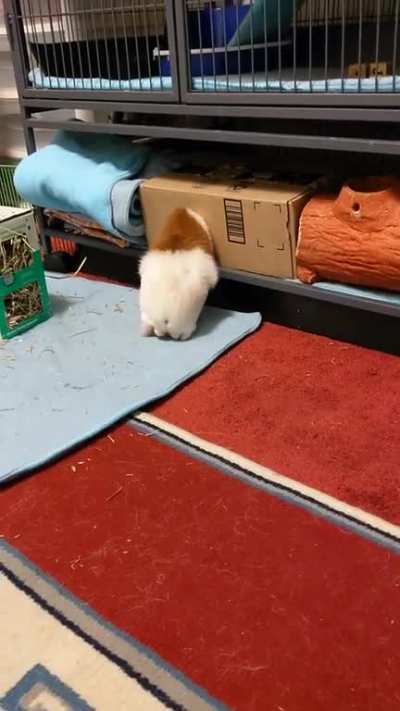 *panic intensifies*