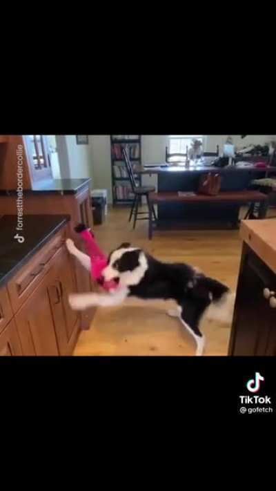 Who Let the Dogs Out?