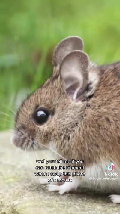 Mouse drawing