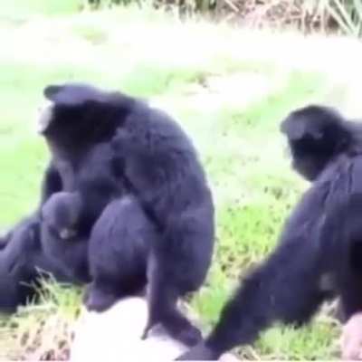 I like monkeys