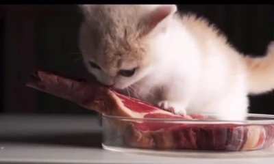 Smol boi is angry for not being able to bite off the meat