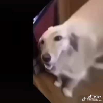 Butter dog
