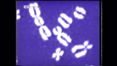 Chromosus