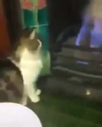 Cat plays with fire.