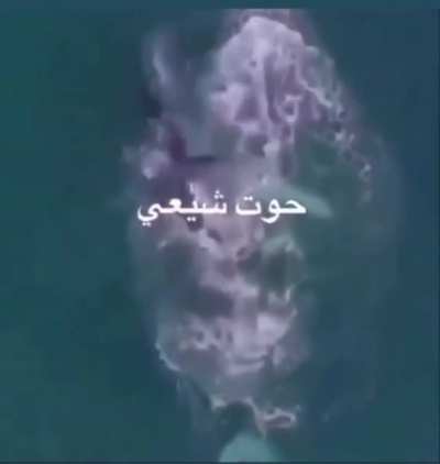 Whales shia confirmed 🥵🥵