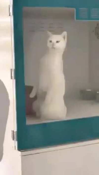 This cat knows its fucked