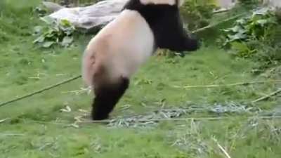 Kung Fu panda, but in bona fide