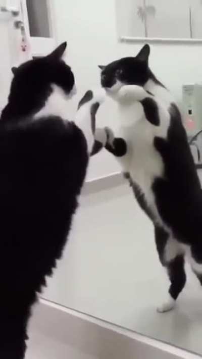 Curious cat almost figures out the hidden truth of a mirror.