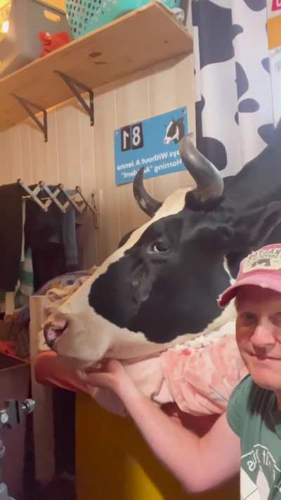Window Cow