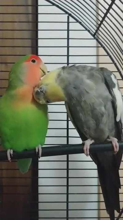 BirbScritches