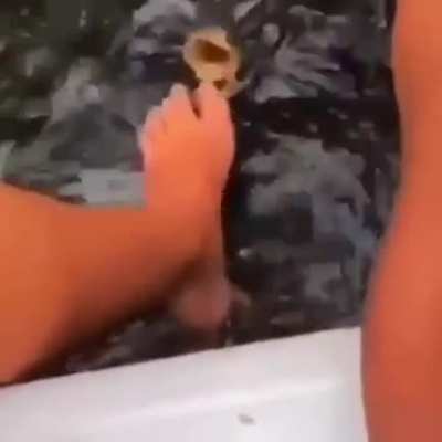 Peixe bola gato