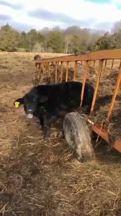 MOOOOOOOO!!!!!!!