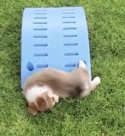 Woof irl