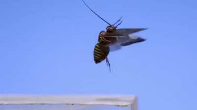 🔥 Insects taking flight