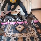 Quite a workout feeding 5 pups.