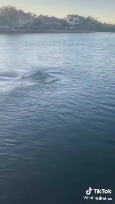 Something I wouldn’t want to swim with...