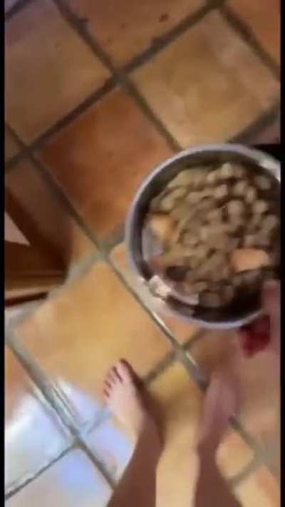 gatos e outros animais