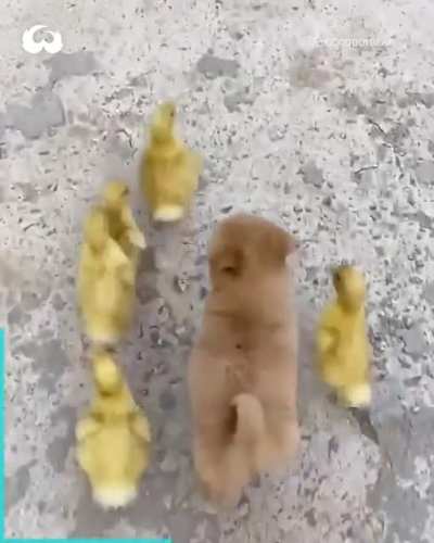 Ducks and Woof