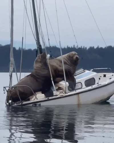 Two steller sea lions commandeering a small boat
