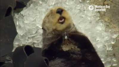 Sea otter eats ice cubes a little too quickly
