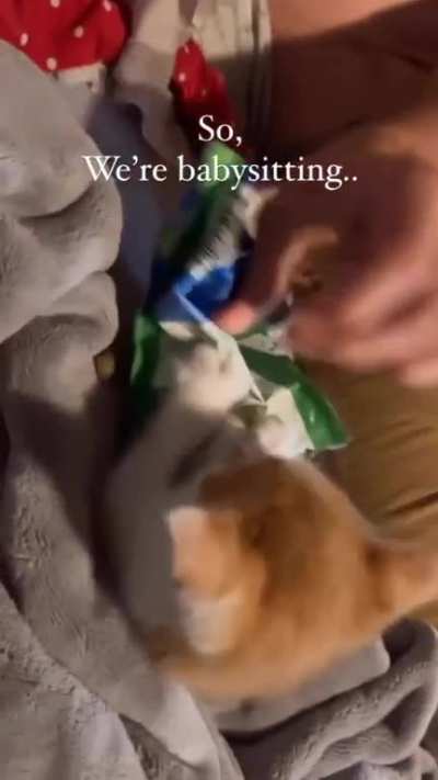 Babysitting an orange kitten 🍊
