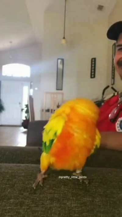 Vocês querem uma sequência de vídeos como esse para fechar a semana das aves do u/Deinomaxwell ?