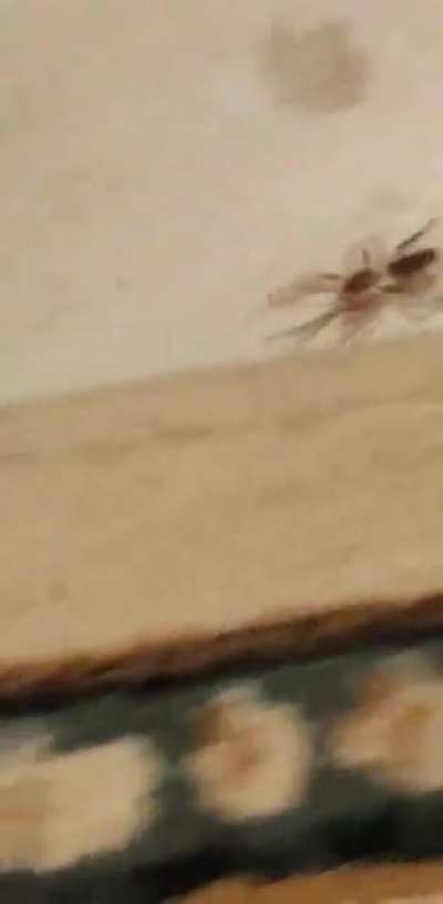 TIL we have at least one Solifugid (aka Camel Spider aka Wind Scorpion) living in the US; more specifically, in our basement. My daughter was fascinated, until it turned to greet her. Still at large, this “harmless” (according to r/Arachnids) beast is a l