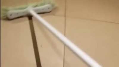 WCGW killing this huge spider?