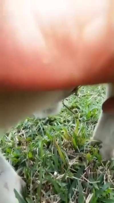 What's inside a Kangaroo Pouch..